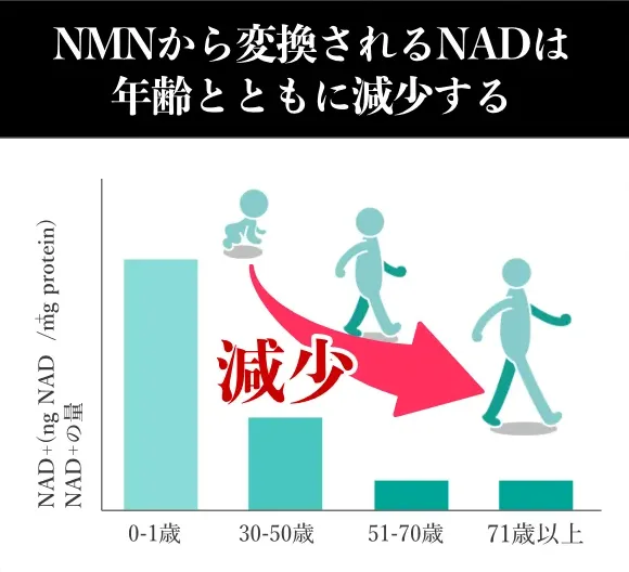 NMNは年齢と共に減少する